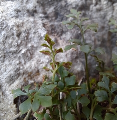 Asplenium ruta-muraria