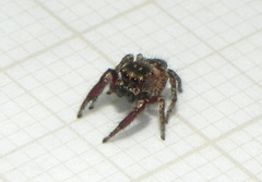 Habronattus