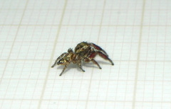 Habronattus