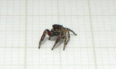 Habronattus