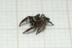 Habronattus