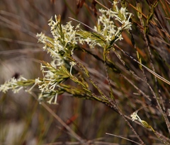 Struthiola