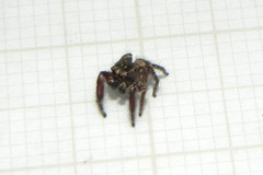 Habronattus