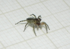 Maeota