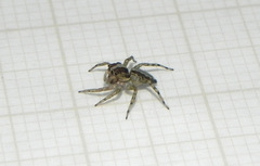 Maeota