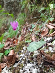 Cyclamen purpurascens