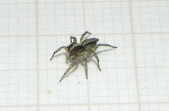 Maeota