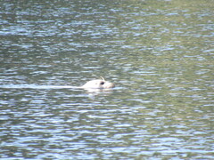 Phoca vitulina richardii