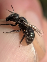 Osmia