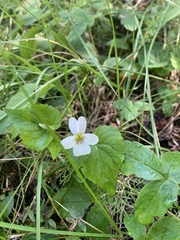 Viola canadensis