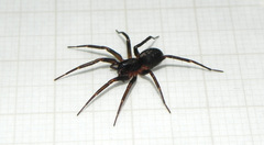 Corinnidae