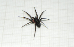 Corinnidae