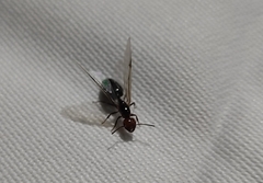 Crematogaster scutellaris