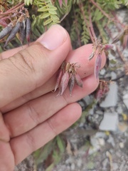 Oxytropis montana