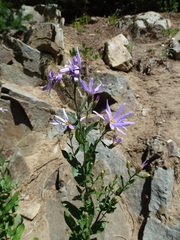 Eucephalus ledophyllus