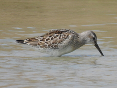 Calidris himantopus