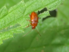 Neocrepidodera transversa