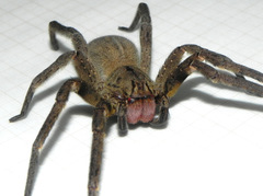 Phoneutria nigriventer