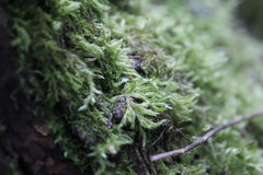 Amblystegium serpens