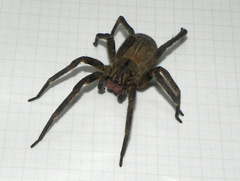 Phoneutria nigriventer