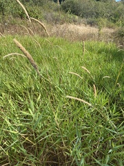Phalaris arundinacea