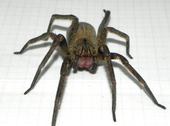 Phoneutria nigriventer