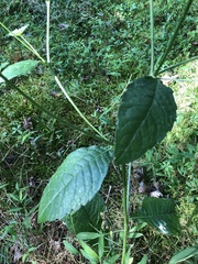 Elephantopus carolinianus