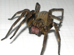 Phoneutria nigriventer