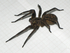 Phoneutria nigriventer