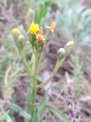 Tripolium pannonicum