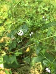 Elephantopus carolinianus