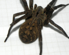 Phoneutria nigriventer