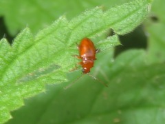 Neocrepidodera transversa