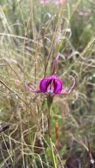 Disperis capensis capensis