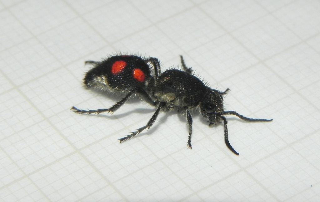 Traumatomutilla