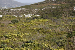 Osmitopsis asteriscoides