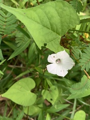 Ipomoea lacunosa