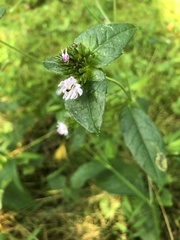 Elephantopus carolinianus