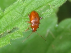 Neocrepidodera transversa