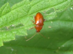 Neocrepidodera transversa