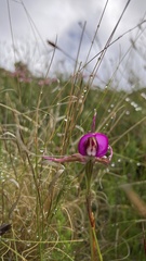 Disperis capensis capensis
