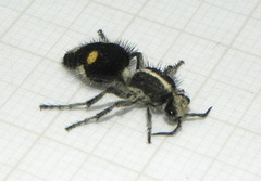 Suareztilla centrolineata