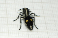 Suareztilla centrolineata