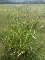 Sorghum halepense