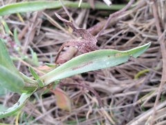 Tripolium pannonicum