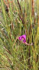 Disperis capensis capensis