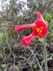 Phycella cyrtanthoides