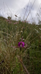 Disperis capensis capensis
