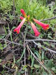 Phycella cyrtanthoides