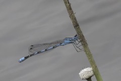 Enallagma doubledayi